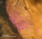 Mineralien Bayern Hagendorf Süd Heterosit