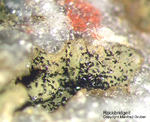 Bayern Mineralien Hagendorf Süd Rockbridgeit
