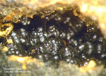 Bayern Mineralien Hagendorf Süd Rockbridgeit