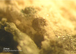 Bayern Mineralien Hagendorf Süd Zirkon