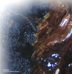 Mineralien Bayern Grube Leonie Goethit