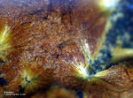 Mineralien Bayern Grube Leonie Kakoxen