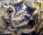 Mineralien Bayern Grube Leonie Pyrit