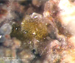 Mineralien Eifel Bellerberg Apophyllit