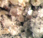 Mineralien Eifel Bellerberg Apophyllit