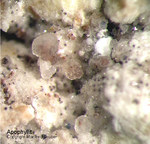 Mineralien Eifel Bellerberg Apophyllit