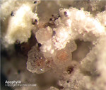Mineralien Eifel Bellerberg Apophyllit