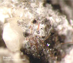 Mineralien Eifel Bellerberg Braunit