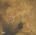Mineralien Eifel Bellerberg Braunit