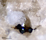 Mineralien Eifel Bellerberg Braunit