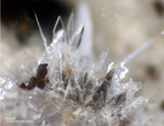 Mineralien Eifel Bellerberg Braunit