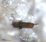 Mineralien Eifel Bellerberg Braunit