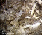 Eifel Mineralien Bellerberg Calcit