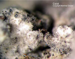 Eifel Mineralien Bellerberg Calcit
