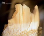 Eifel Mineralien Bellerberg Calcit