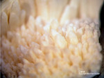 Eifel Mineralien Bellerberg Calcit