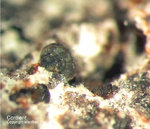 Eifel Mineralien Bellerberg Cordierit