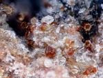 Eifel Mineralien Bellerberg Cordierit