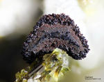 Eifel Mineralien Bellerberg Cordierit