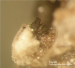 Eifel Mineralien Bellerberg Fayalit