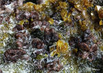Eifel Mineralien Bellerberg Fayalit