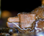 Eifel Mineralien Bellerberg Fayalit