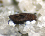 Eifel Mineralien Bellerberg Fayalit