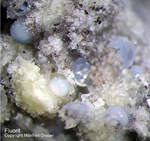 Eifel Mineralien Bellerberg Fluorit