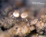 Eifel Mineralien Bellerberg Fluorit