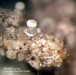 Eifel Mineralien Bellerberg Fluorit