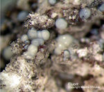 Eifel Mineralien Bellerberg Fluorit