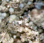 Eifel Mineralien Bellerberg Fluorit