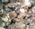 Eifel Mineralien Bellerberg Fluorit