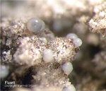 Eifel Mineralien Bellerberg Fluorit