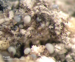 Eifel Mineralien Bellerberg Fluorit