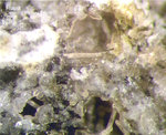 Eifel Mineralien Bellerberg Fluorit