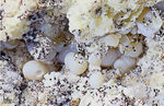 Eifel Mineralien Bellerberg Fluorit