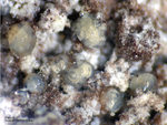 Eifel Mineralien Bellerberg Fluorit