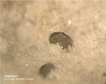 Eifel Mineralien Bellerberg Haematit