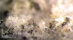 Eifel Mineralien Bellerberg Haematit