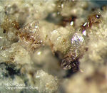 Eifel Mineralien Bellerberg Hoch-Quarz