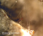 Eifel Mineralien Bellerberg Hoch-Quarz