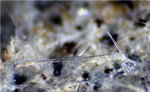 Eifel Mineralien Bellerberg Hoch-Quarz