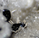 Eifel Mineralien Bellerberg Sellait