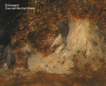 Eifel Mineralien Bellerberg Sillimanit