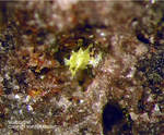 Eifel Mineralien Bellerberg Volborthit