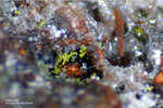 Eifel Mineralien Bellerberg Volborthit
