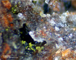 Eifel Mineralien Bellerberg Volborthit