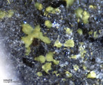 Eifel Mineralien Bellerberg Volborthit