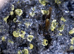 Eifel Mineralien Bellerberg Volborthit